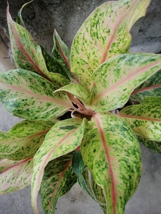 Aglaonema Laksap Plant Indoor Outdoor Plant Real Or Live Plants