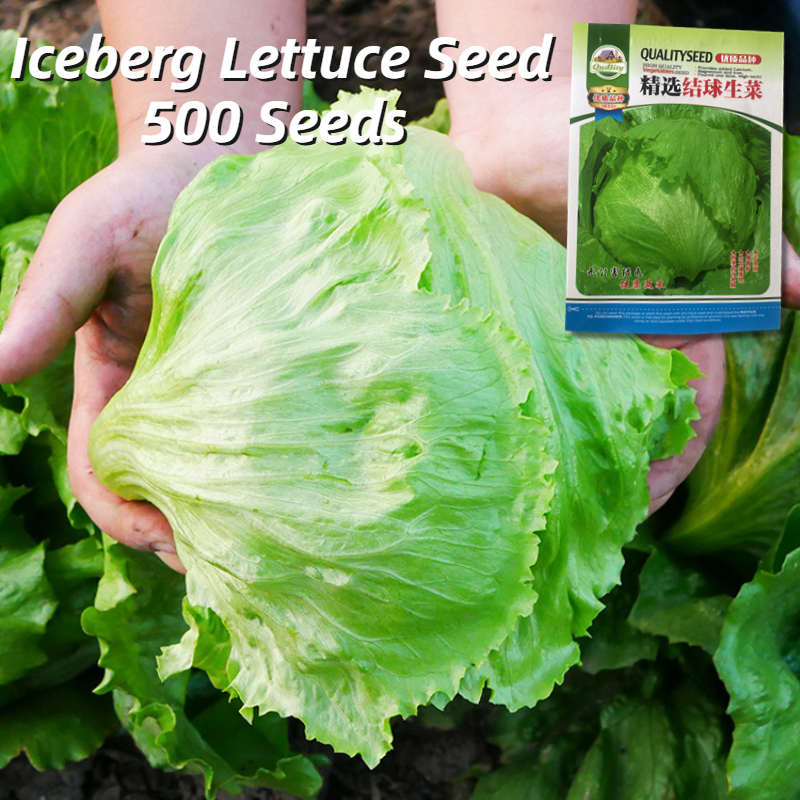 High Yield Iceberg Lettuce Seeds 500 Seed Super Ball Variety Iceberg