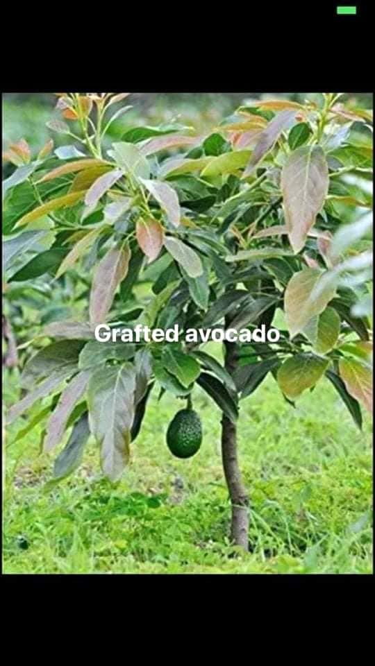 Cardinal Avocado Grafted Lazada PH