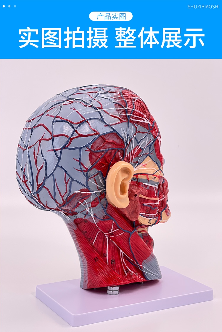 Medical Head Median Sagittal Section With Neurovascular Model Head