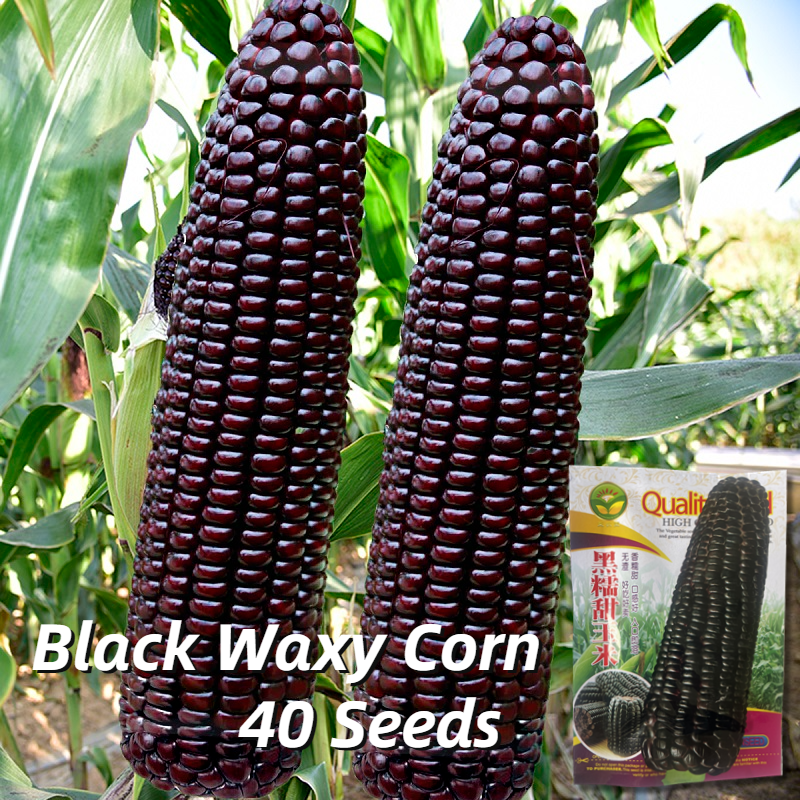 High Yield Sweet Glutinous Black Corn Seeds 40 Seed Hybrid Purple