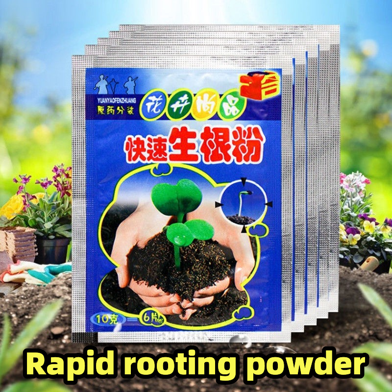 High Yield Big Leaf Water Spinach Seeds Seed Chinese Upland