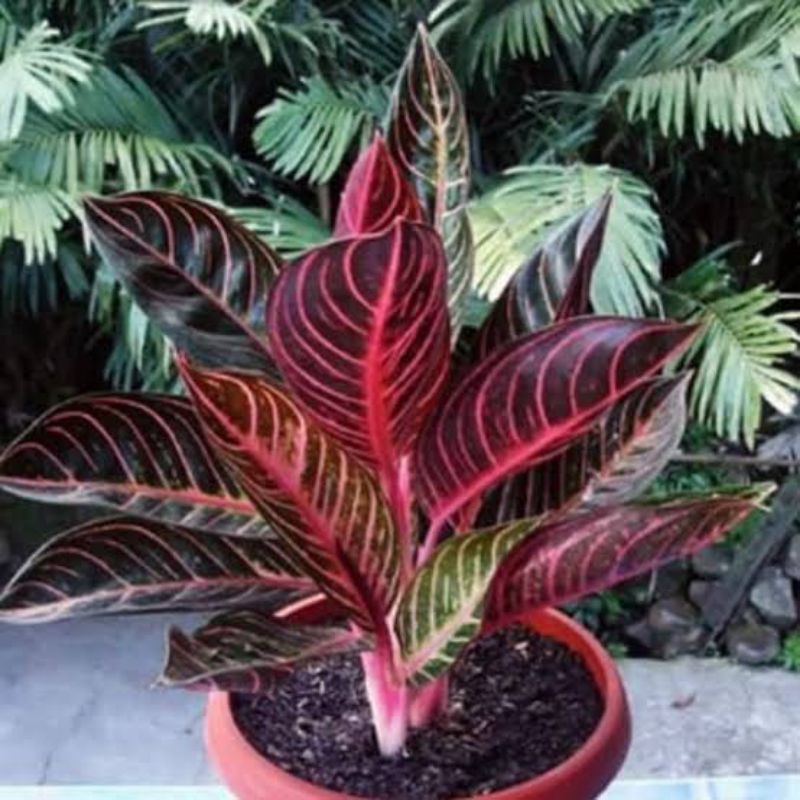 Seeds Aglaonema Red Sumatra Pride Of Sumatra Lazada Ph