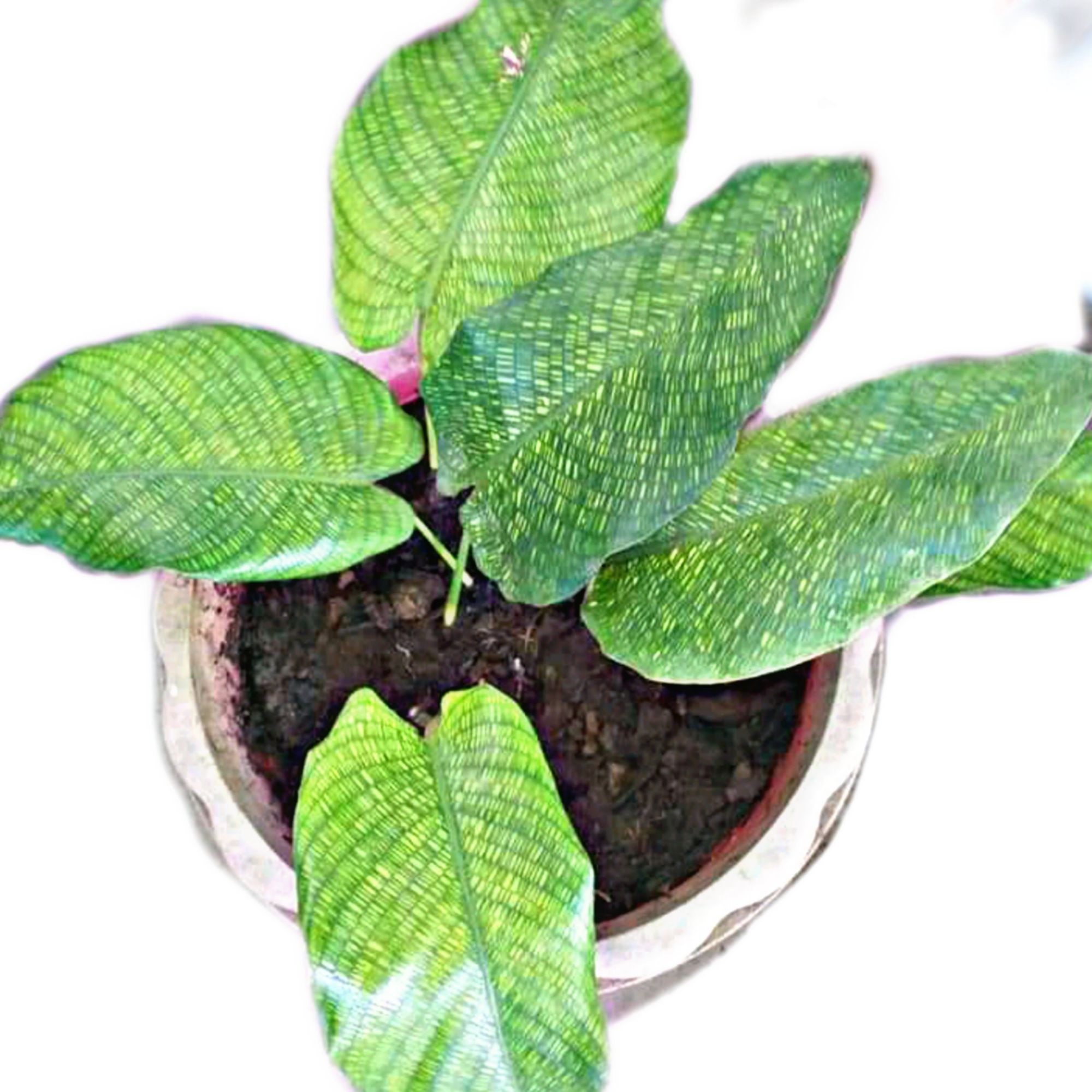 Calathea Musaica Network Live Plant Houseplant Lazada Ph