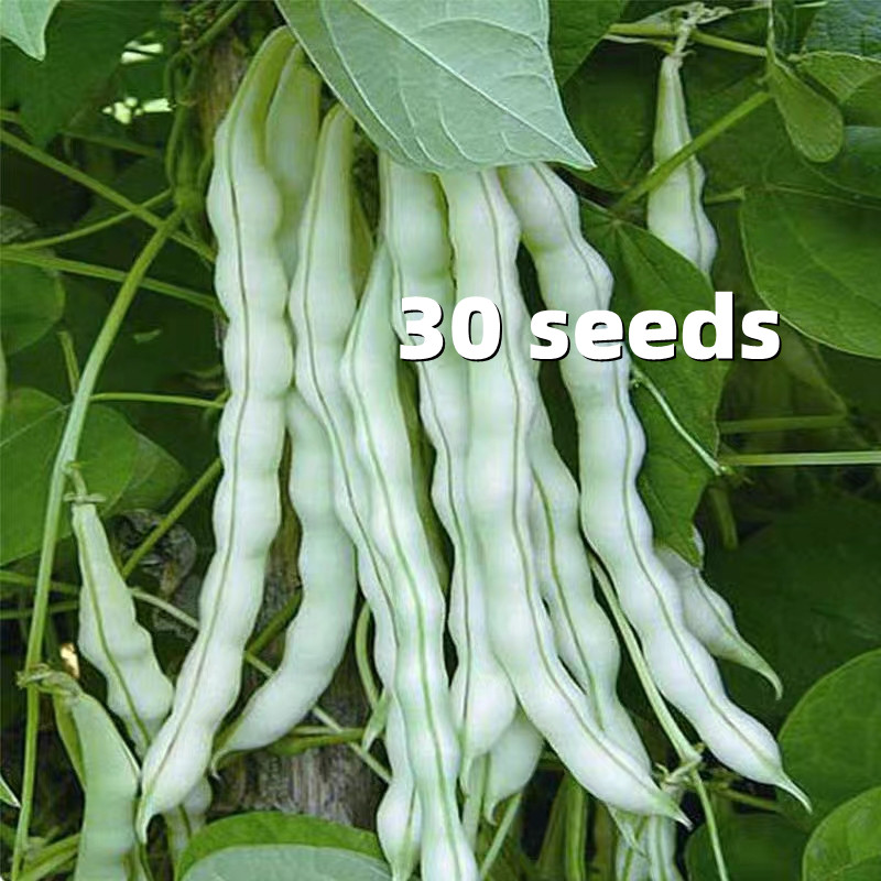 Vegetable Seeds 蔬菜种子 Benih Sayur Sayuran Bermacam Benih Buah Buahan