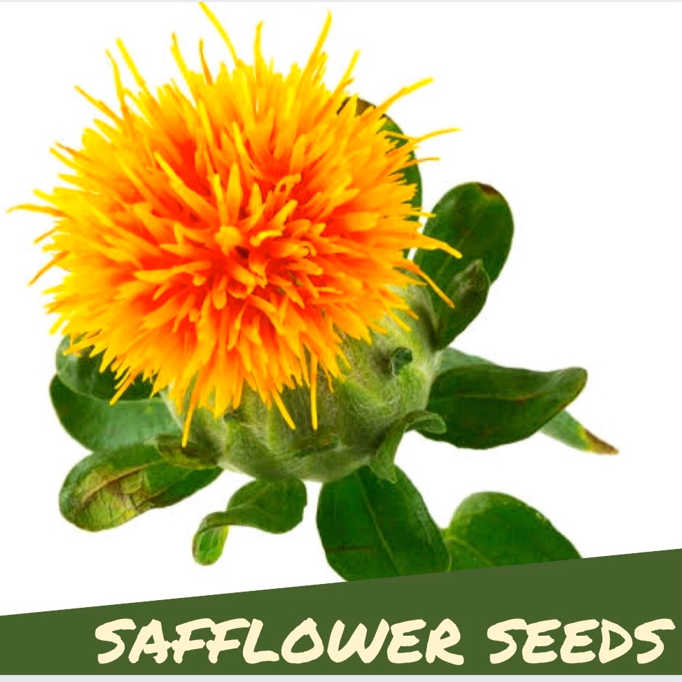 Binhi Pantanim Safflower 30 40 Seeds Outdoor Garden Plant Lazada PH