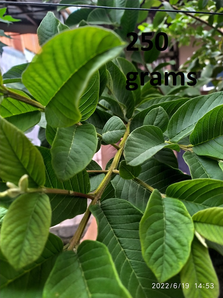 Guava Leaves Freshly Picked Harvested Fresh Harvest Lazada PH