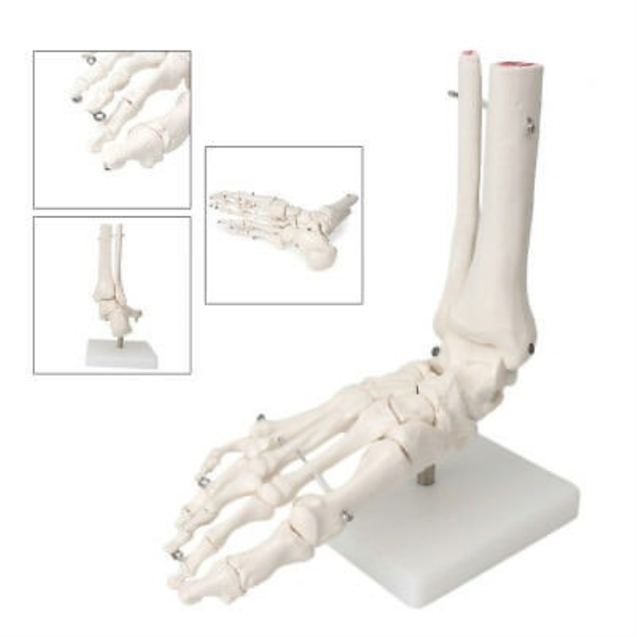 Ready Stock Foot Joint Model Life Size Human Medical Anatomical Study