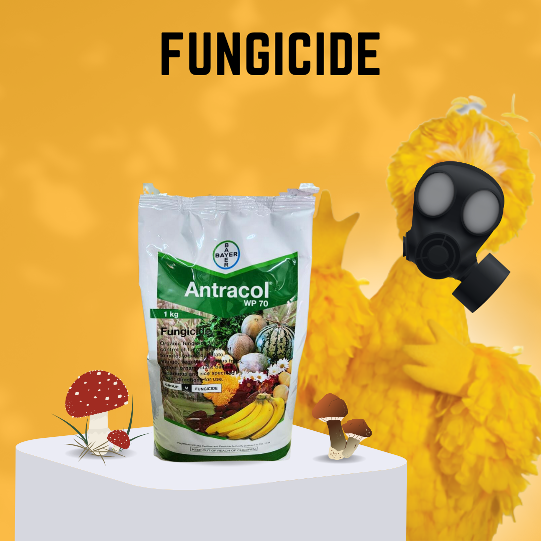 Antracol Wp Fungicide Kg Lazada Ph