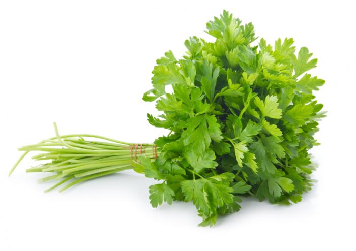 KINCHAY 100 SEEDS KINTSAY CHINESE CELERY Lazada PH