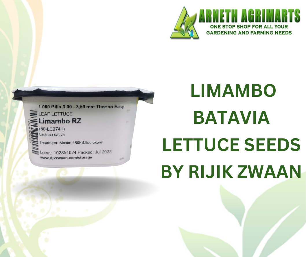 LIMAMBO BATAVIA LETTUCE RZ THERMO PILL 1000 PILLS PELLETTED BY RIJK