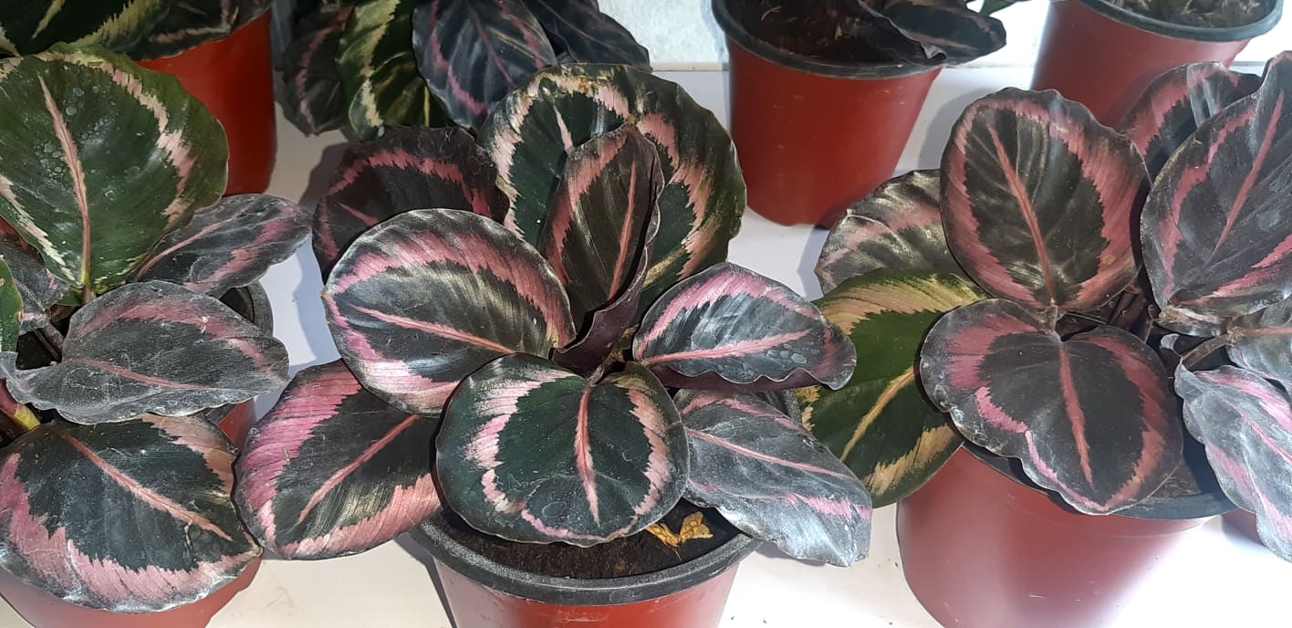 Calathea Princess Jessie Live Plant And Lush Lazada Ph