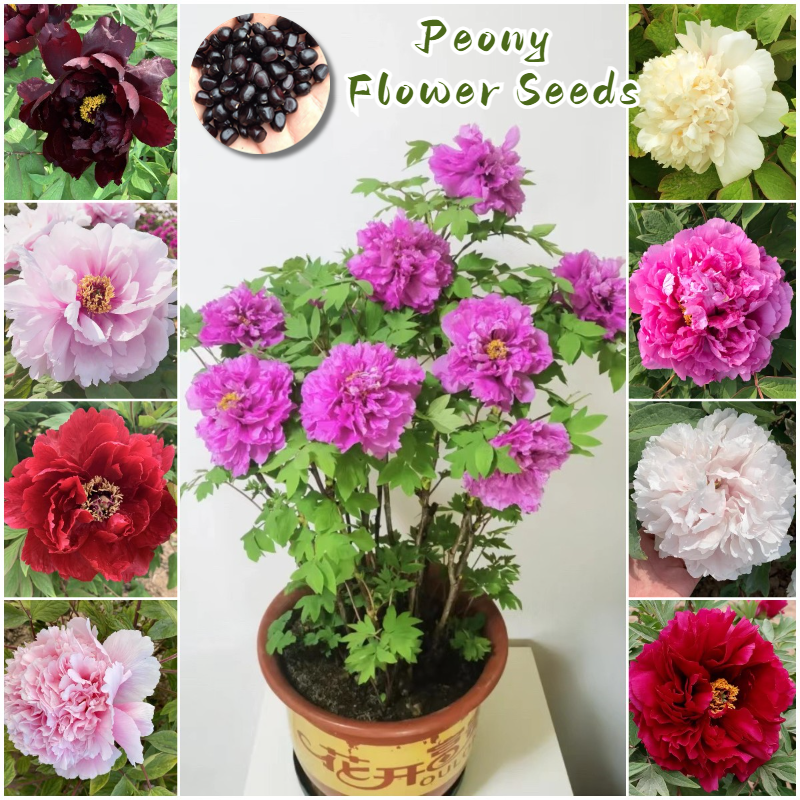 Easy To Grow In Philippines Mixed Peony Flower Seeds For Gardening