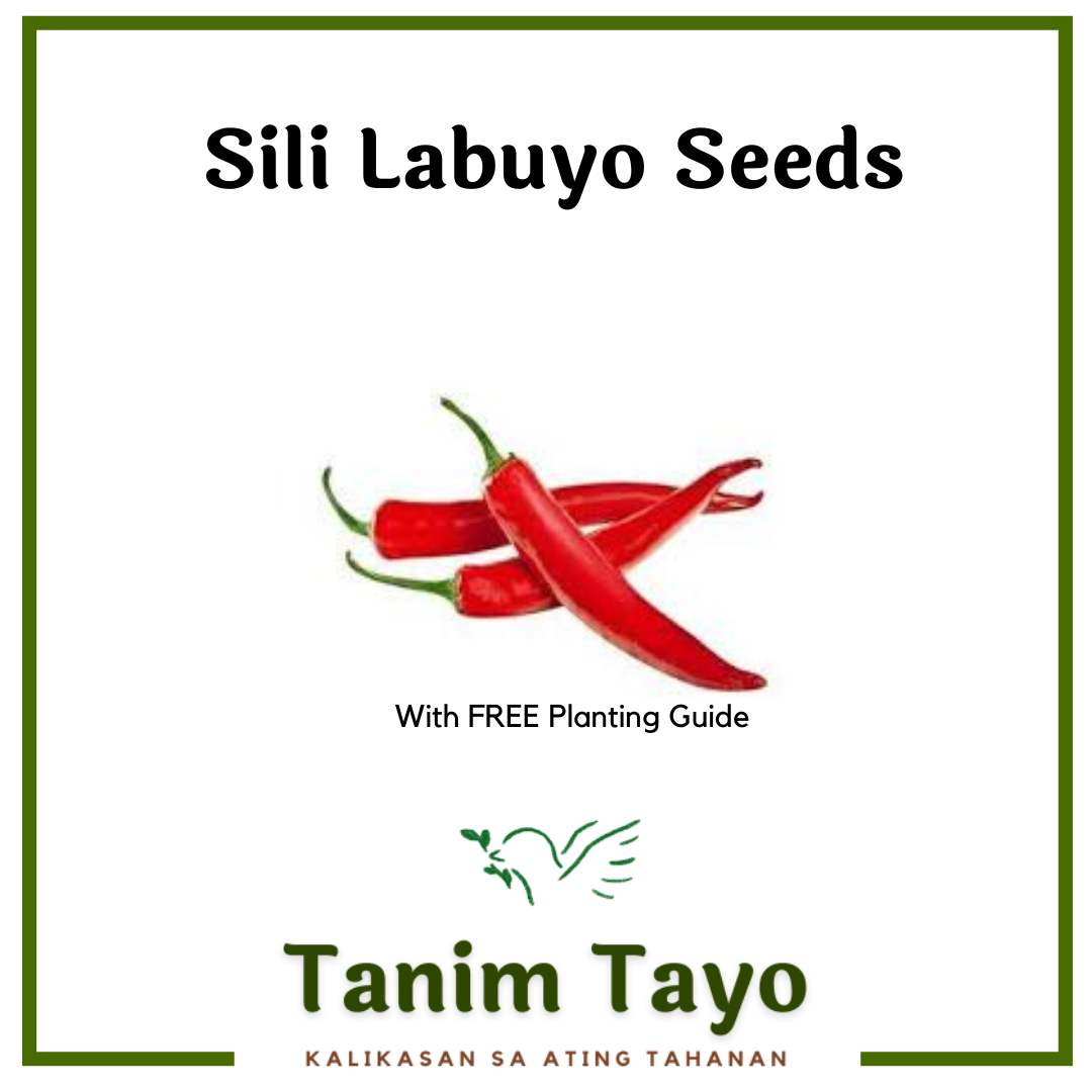 Tanimtayo Ph Sili Labuyo Seeds High Quality Repacked Lazada Ph