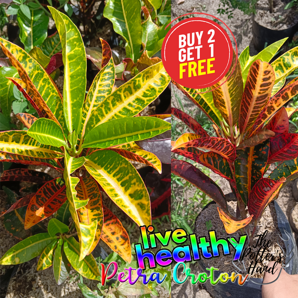 Petra Croton San Francisco Plant Variety Lazada Ph