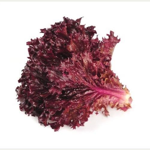 Purple Leaf Lettuce Vegetable Seeds 1000 Seeds Basic Farm House