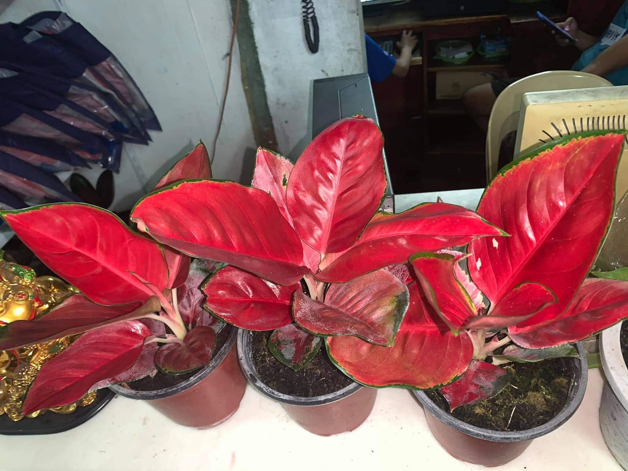 Aglaonema Suksom Jaipong Super Red Quality And Live Plant Seeds