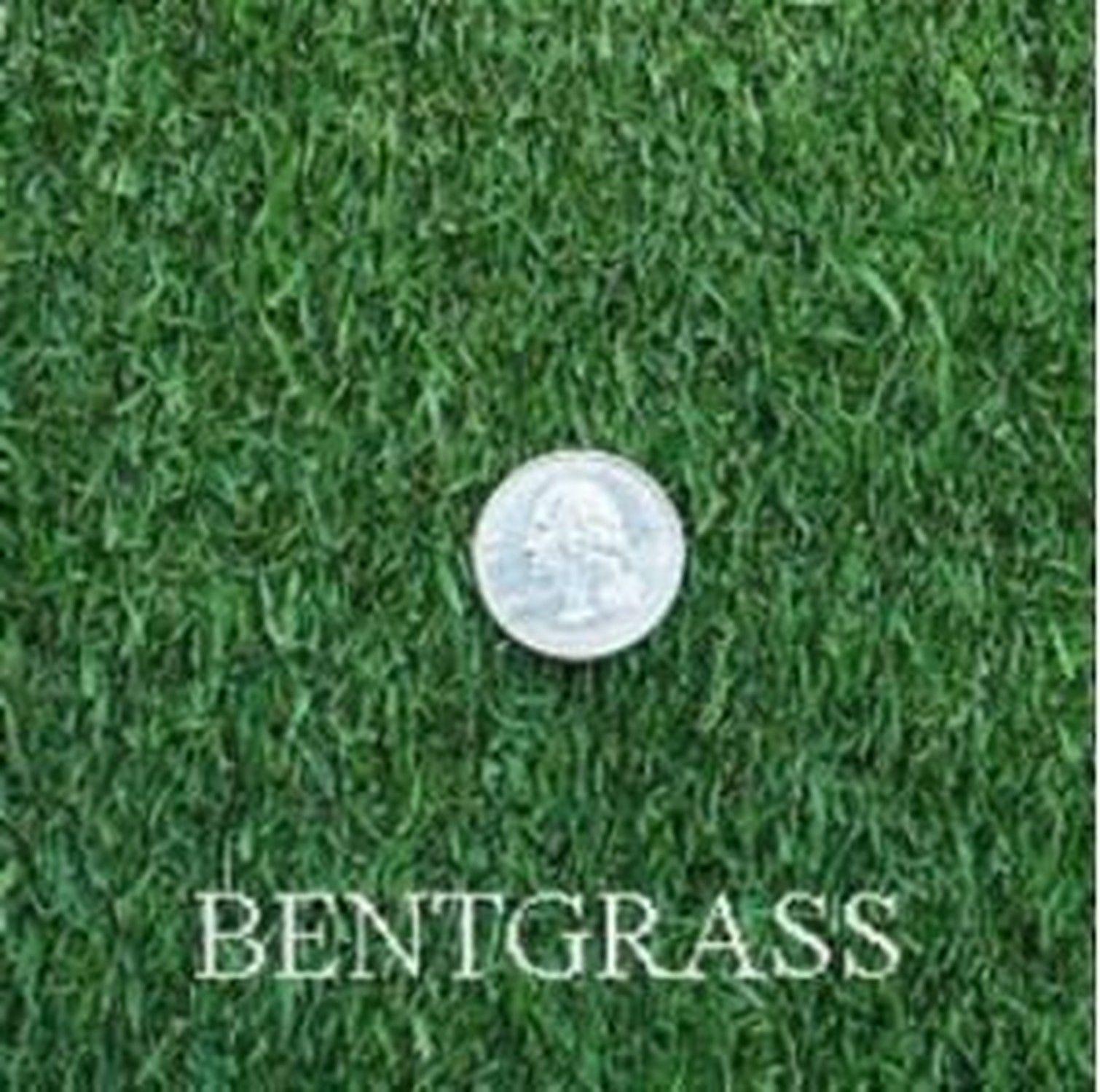 Penncross Creeping Bent Grass 1 Pound review and price