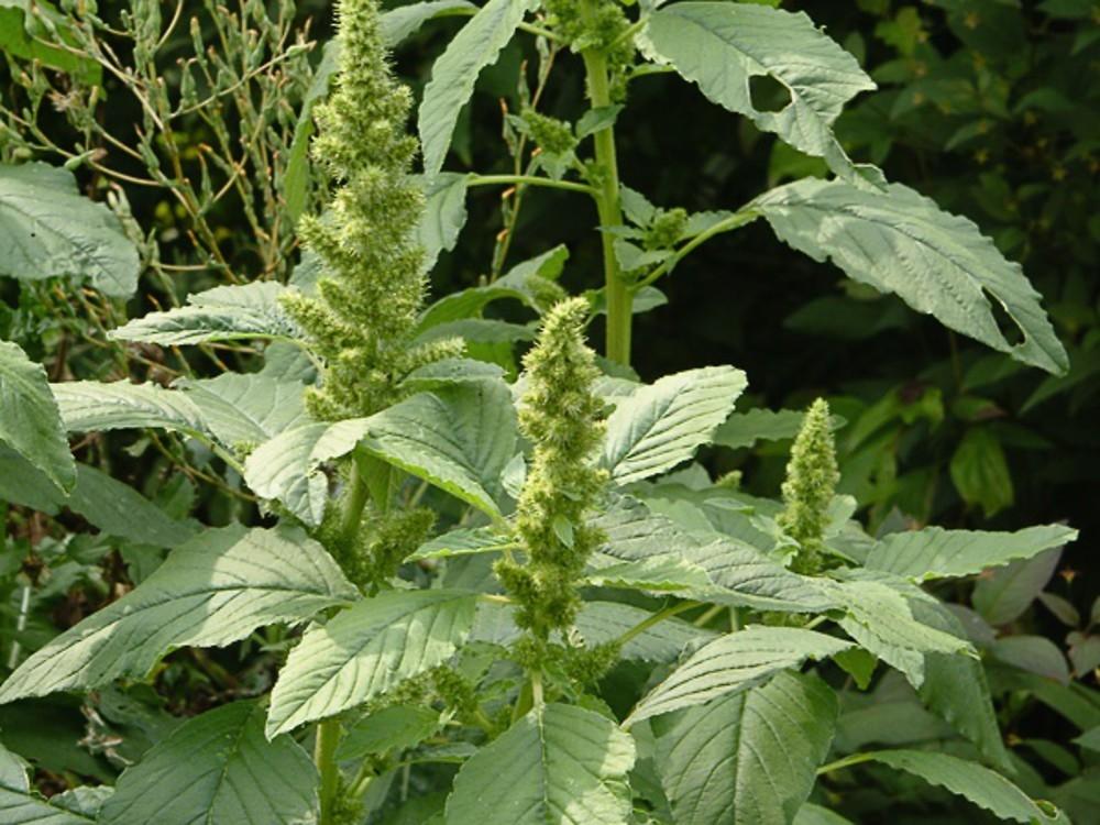 KulitisChinese Spinach/Amaranth Seeds review and price