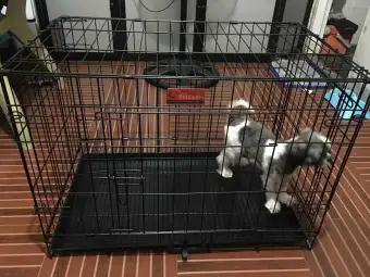 dog crates