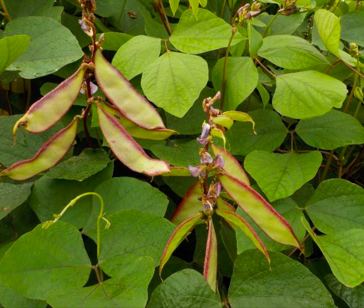 Hyacinth Beans / BATAW 4grams 8-12 pcs Vegetables seeds herbs plants ...