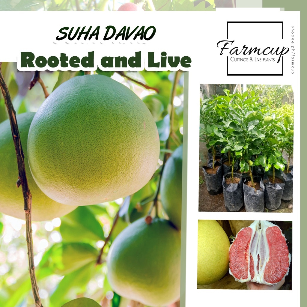 ⊕ SUHA / POMELO (DAVAO) live plants Lazada PH