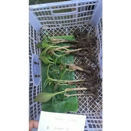 Madre de Agua/Trichanthera for Sale in San Rafael, Bulacan