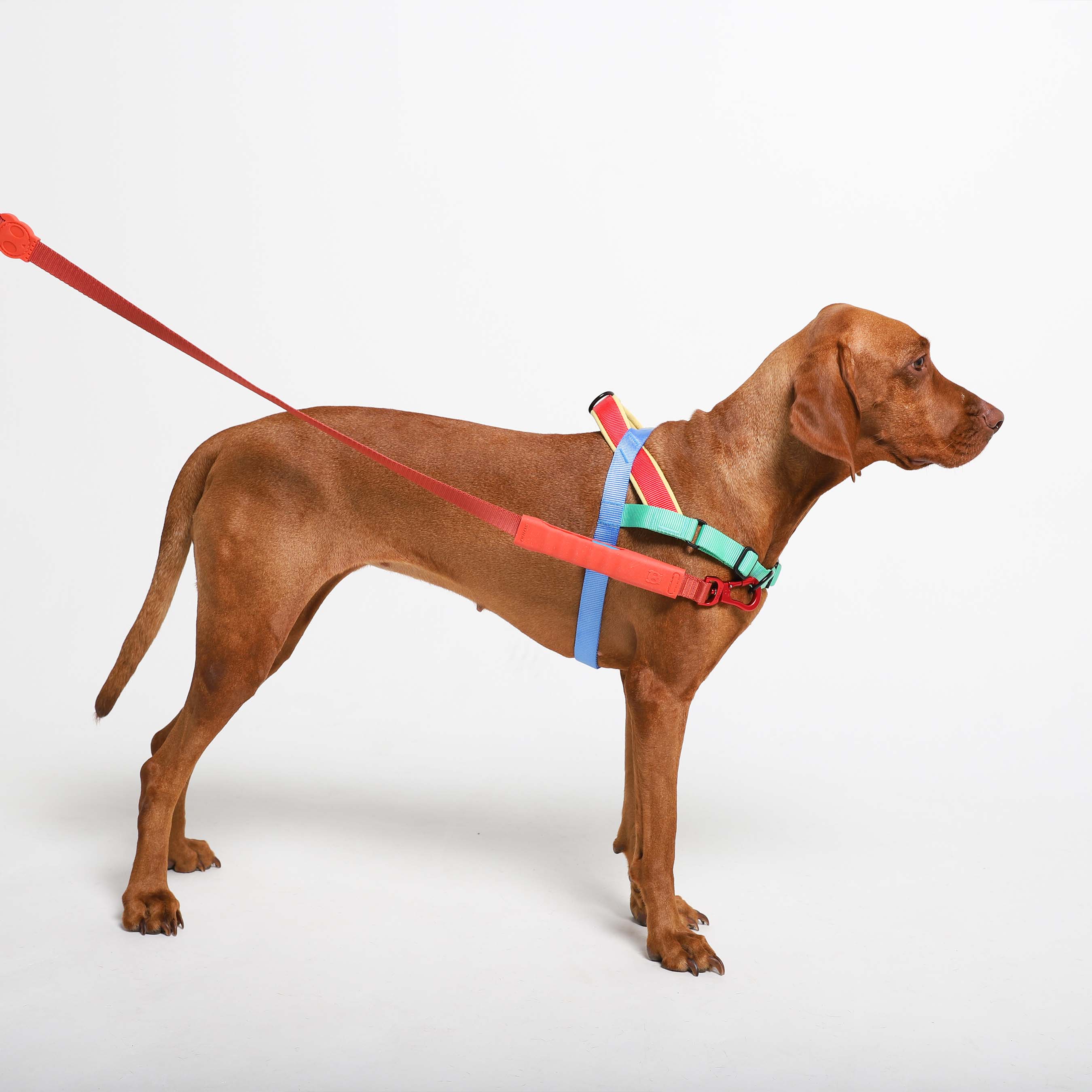 Noon  Collar – Zee.Dog