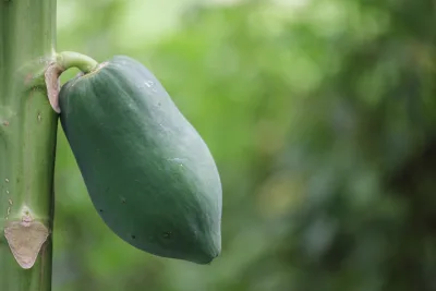 Green Papaya 500 grams
