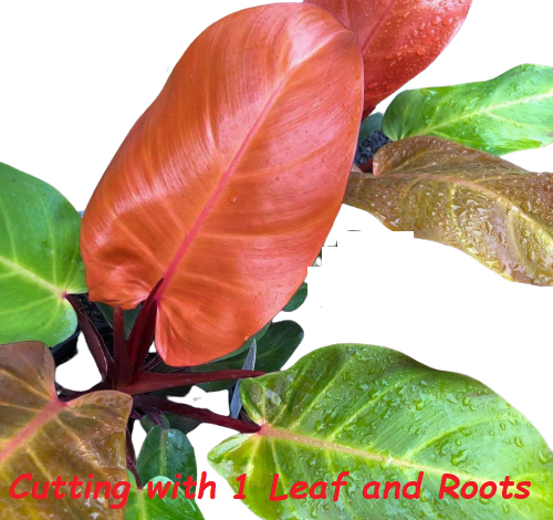 Philodendron Prince Albert Cutting (Seller Reference : 1 LNR)Plus FREE 1  pc. Philodendron or Pothos cutting randomly picked by Seller | Lazada PH
