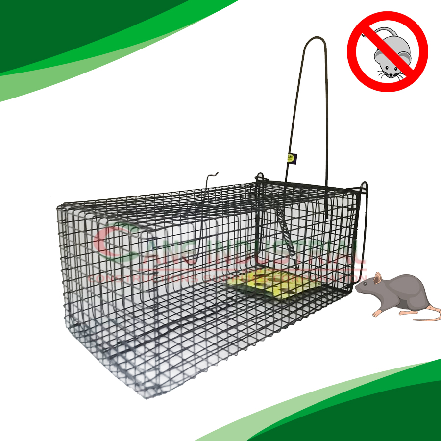 catch mouse trap