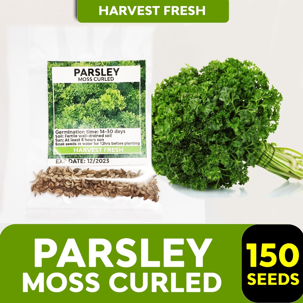 50 Seeds (buy 2 Get 1 Free) Parsley Moss Curled Flat Leaf Italian 