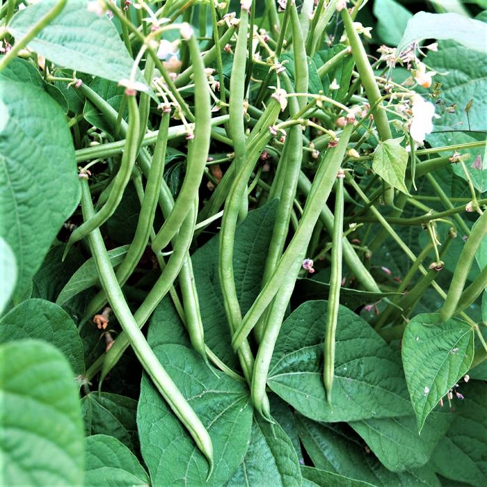 BUSH SITAO (15 SEEDS) BUSH BEANS | Lazada PH