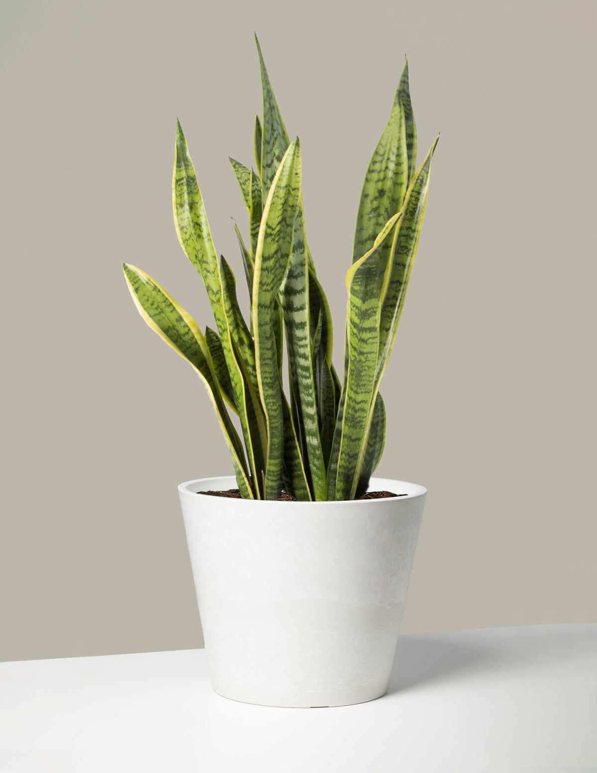 Potted Snake Plant Sansevieria Trifasciata (Air Purifying Plant 30-50 ...