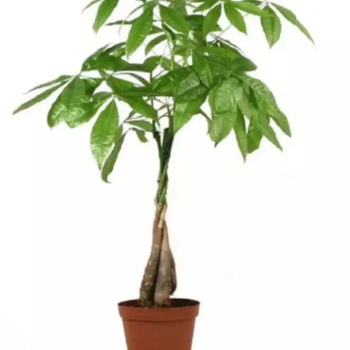 Money Tree Pachira Aquantica For Indoor Outdoor Lazada Ph