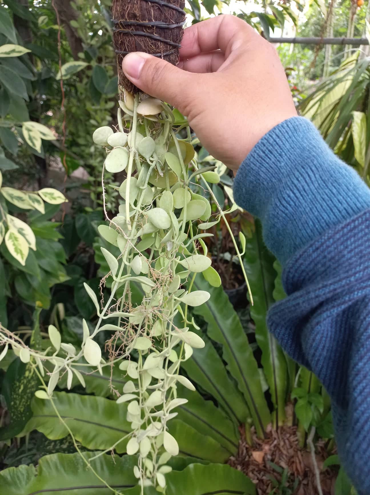 MANAOG KA IROG HANGING PLANTS DISCHIDIA NUMMULARIA LIVE PLANT LIVE PLANT Lazada PH