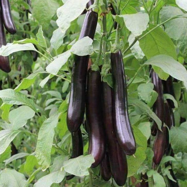 FAMILIFE (200 seeds) Eggplant Vegetable Talong Seeds/ Long and Purple