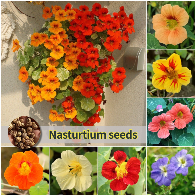 [Easy to grow in the Philippines] 25pcs Mixed Colors Nasturtium Seeds