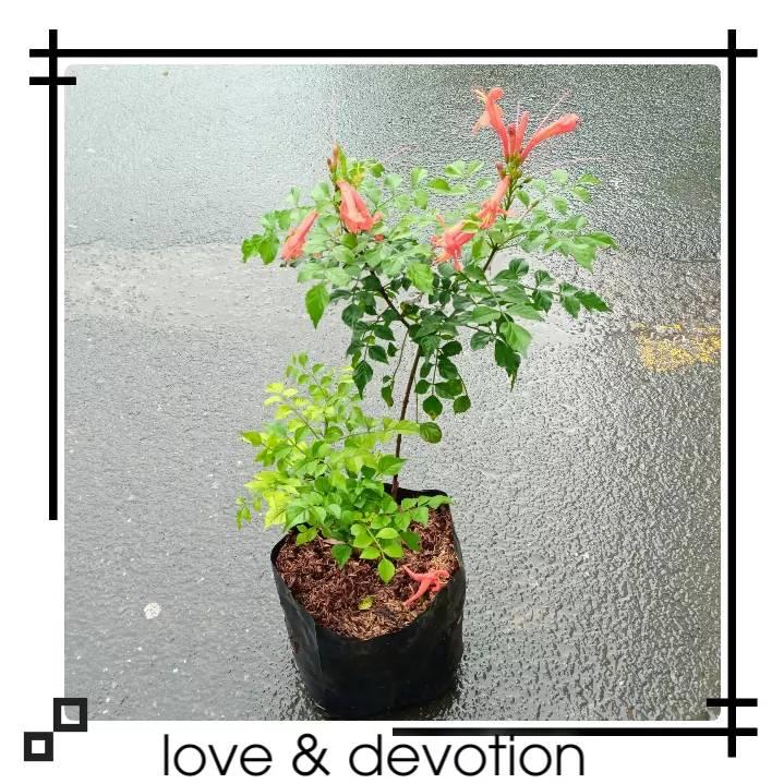 Care for plants devotion