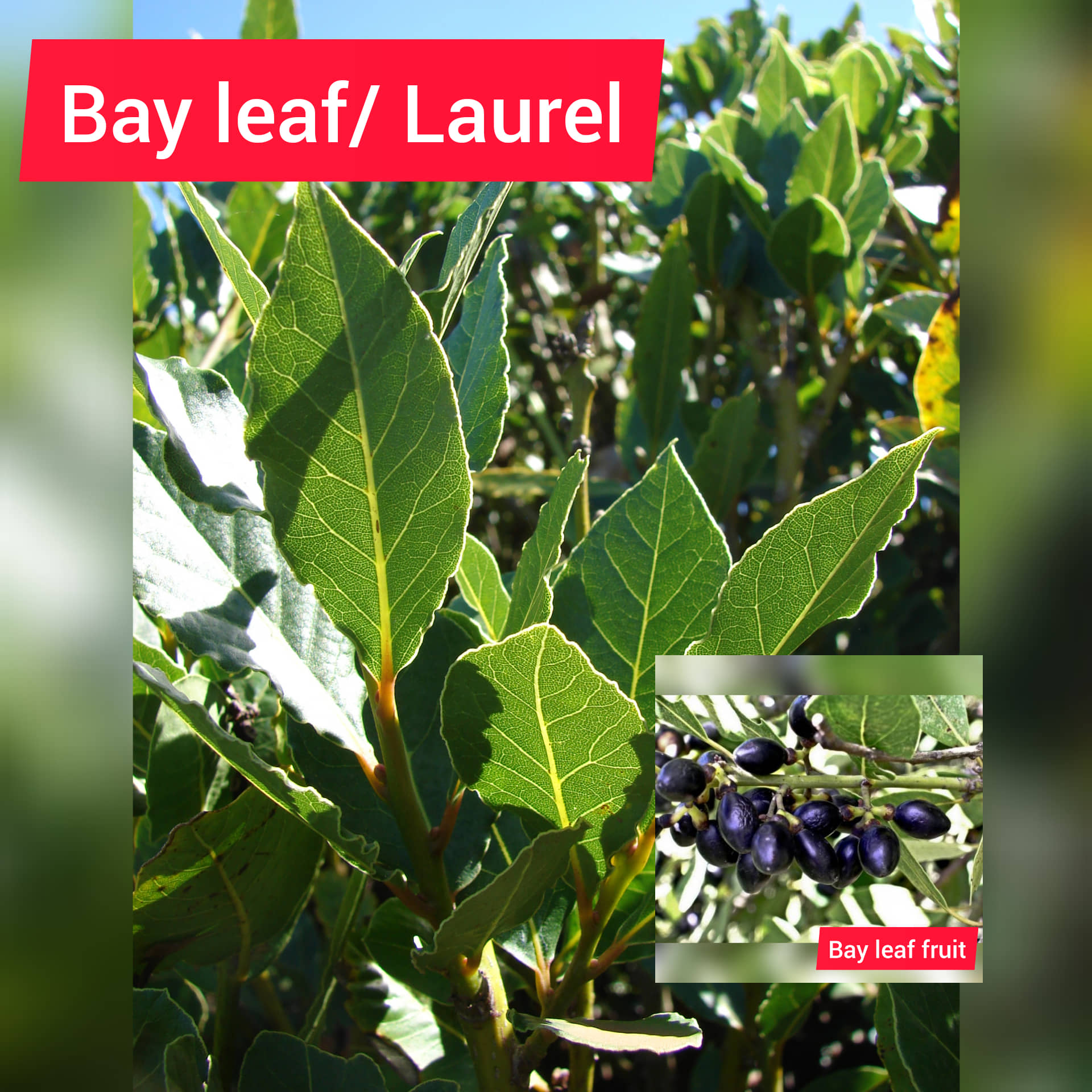 Bay Leaf Tree Laurel Plant Explained Leaves Poisonous Or