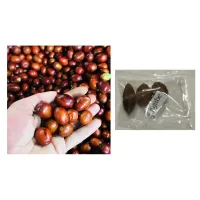 Jujube Plant Shop Jujube Plant With Great Discounts And Prices Online Lazada Philippines