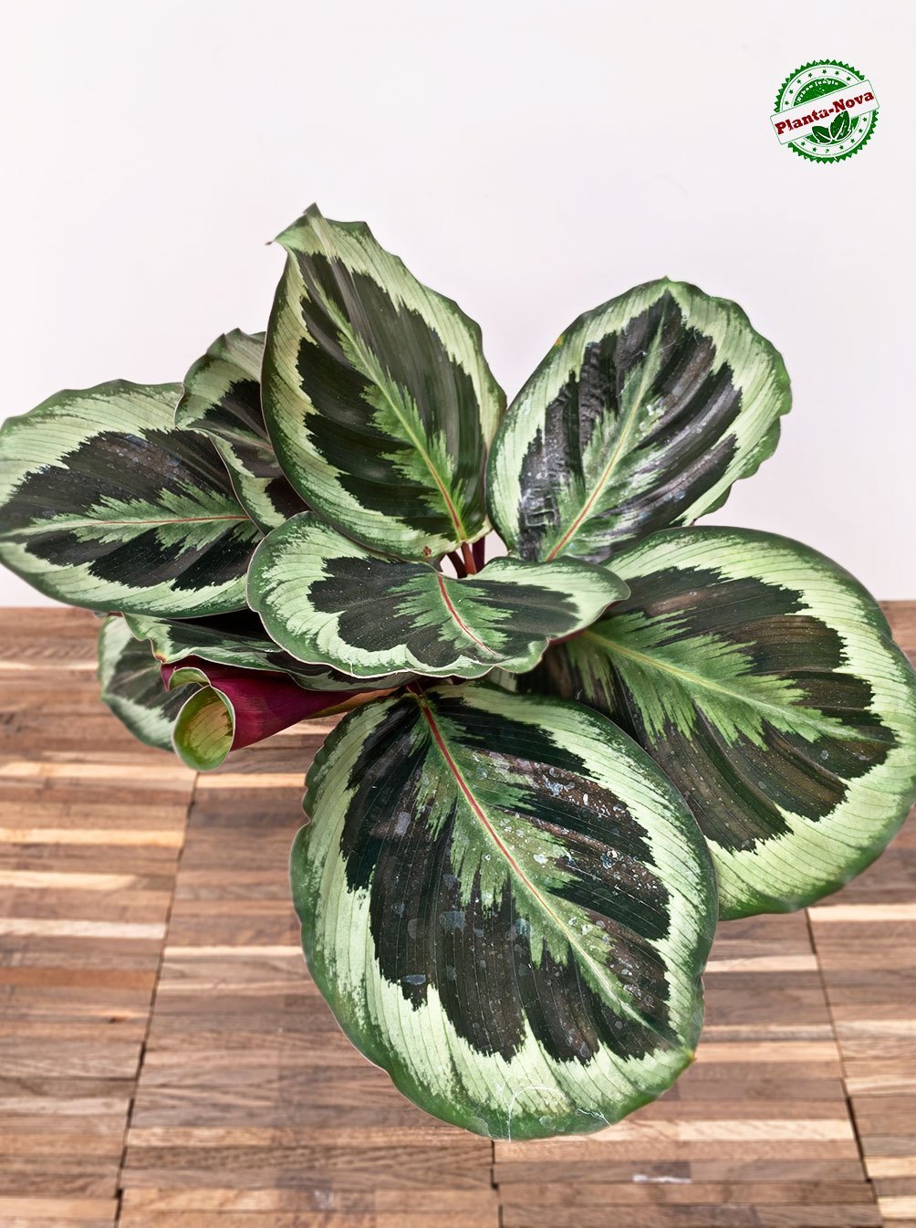 Calathea Roseopicta 'Marion' with FREE plastic pot, pebbles and garden