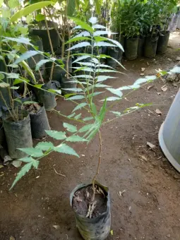 Neem Tree Seedling Buy Sell Online Plant Seeds And Bulbs With Cheap Price Lazada Ph
