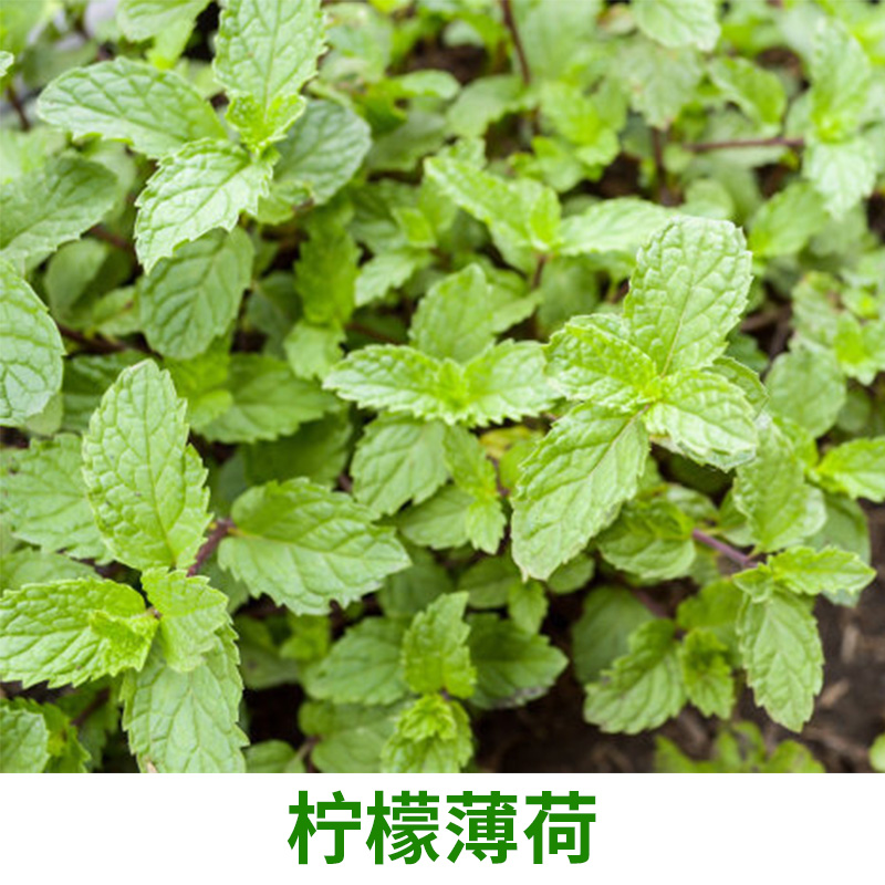 Mint Seed Pot Seed Edible Lemon Mint Cat Orchid Fragrance Mozzie Buster