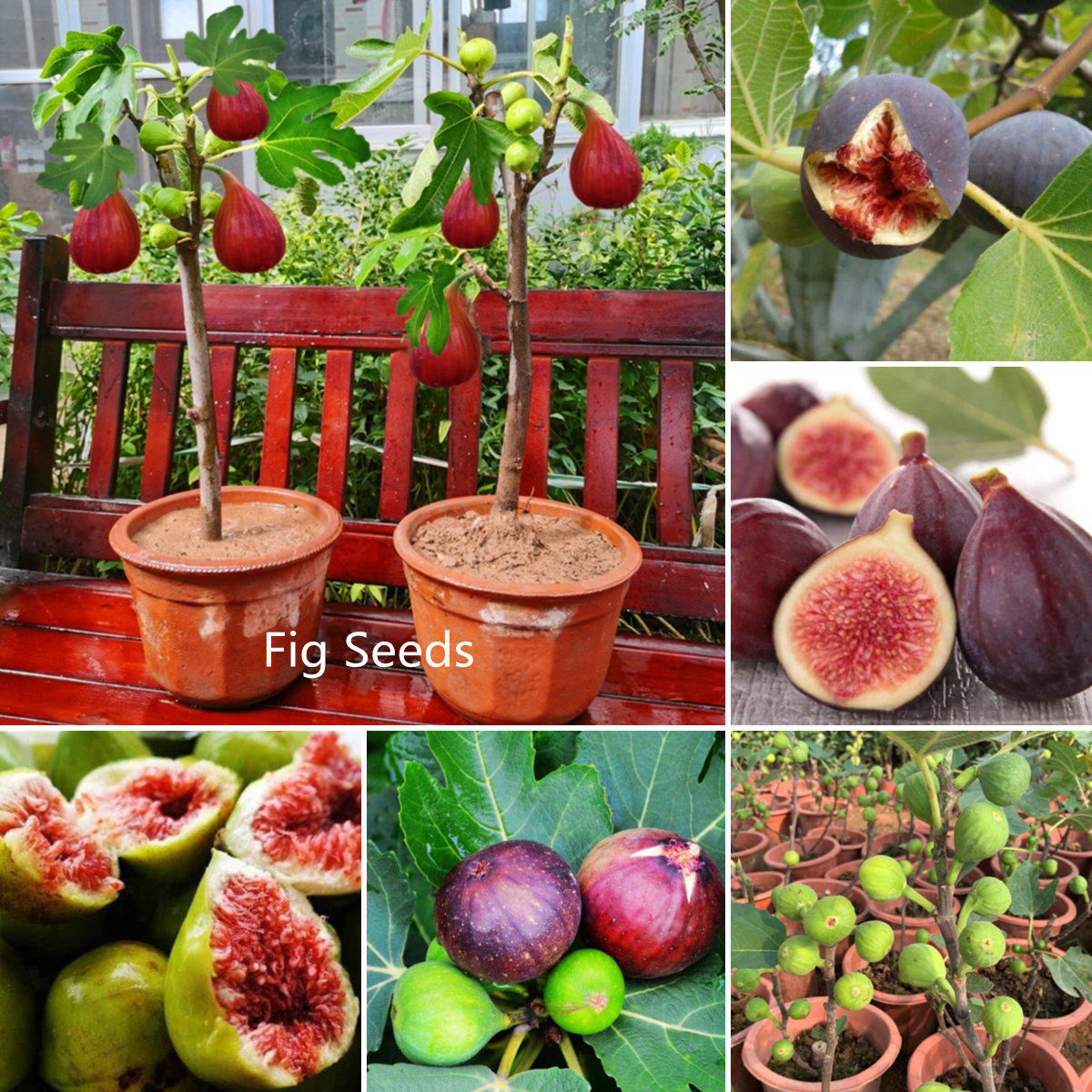 Ready Stock Sweet Red 200pcs Fig Seeds Organic Edible Tropical Fruit