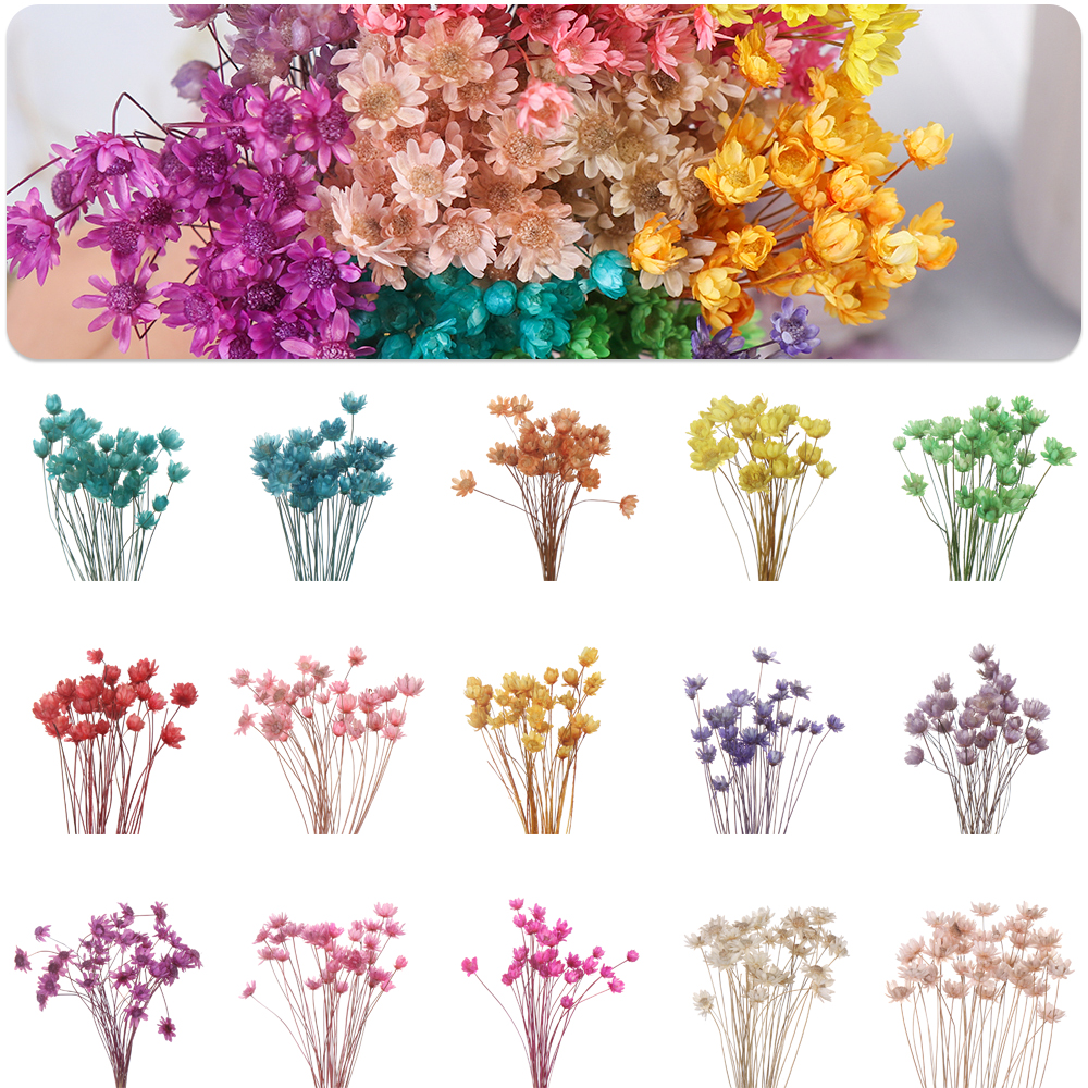 Mini Natural Dry Small Daisy Flower Dyed for Miniature Craft DIY 30Pcs A Bunch 