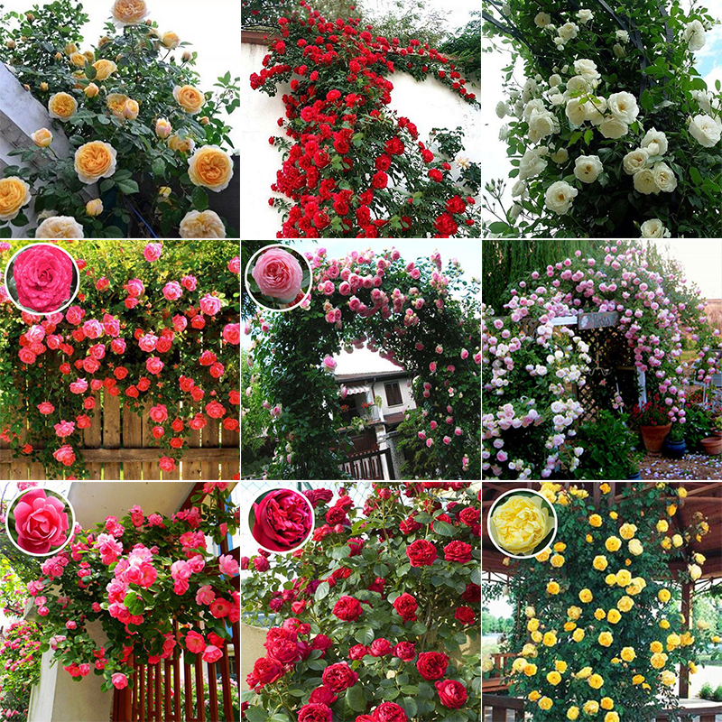 LHK 50 seeds Mixed Colors Climbing Rose Seeds Beautiful Flower Seeds