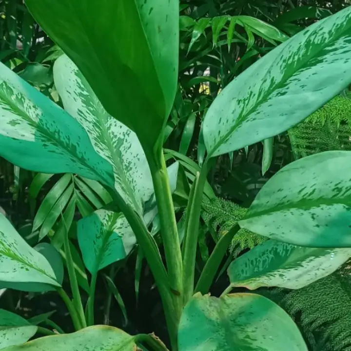 Dumb Cane Tropical Tiki Silver Wedding Plant 2ft High Lazada Ph