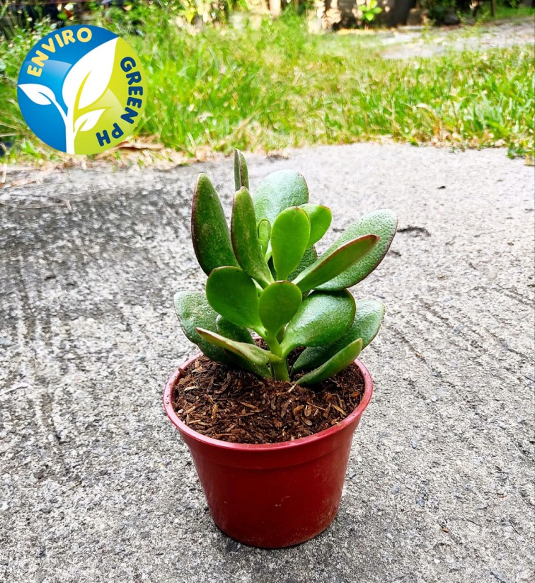 Jade Plant/ Lucky Plant in Red Pot Lazada PH
