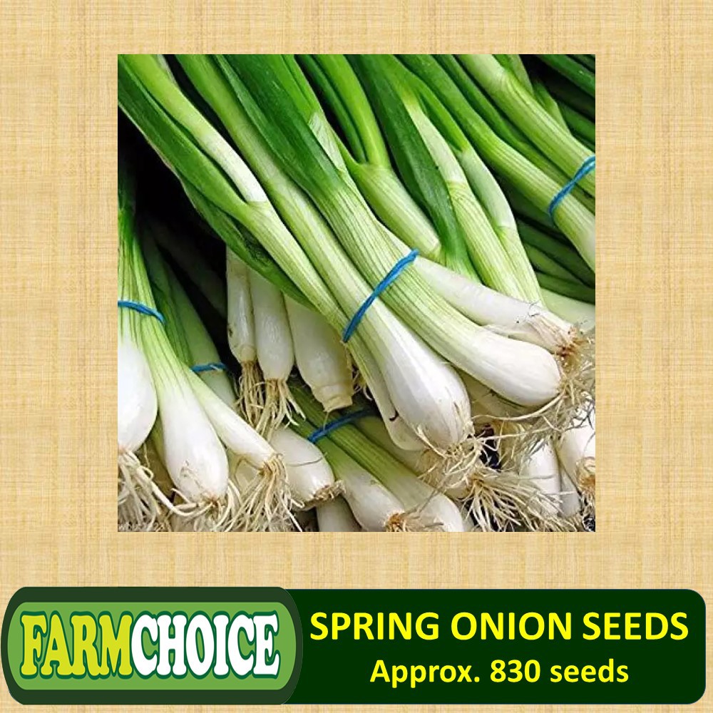 Spring Onion Seeds Scallion Bunching Onion (830 seeds) Dahong Sibuyas ...